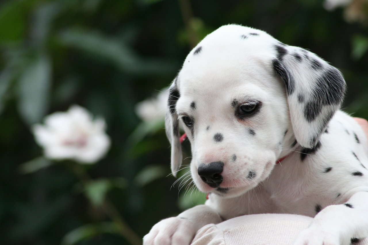 Dalmatian Puppy Photo And Wallpaper Beautiful Dalmatian HD Wallpapers Download Free Images Wallpaper [wallpaper981.blogspot.com]