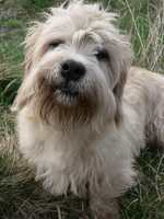 Dandie Dinmont Terrier face