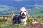 Dandie Dinmont Terrier in nature