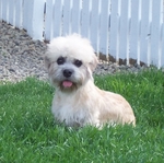 Dandie Dinmont Terrier in the grass