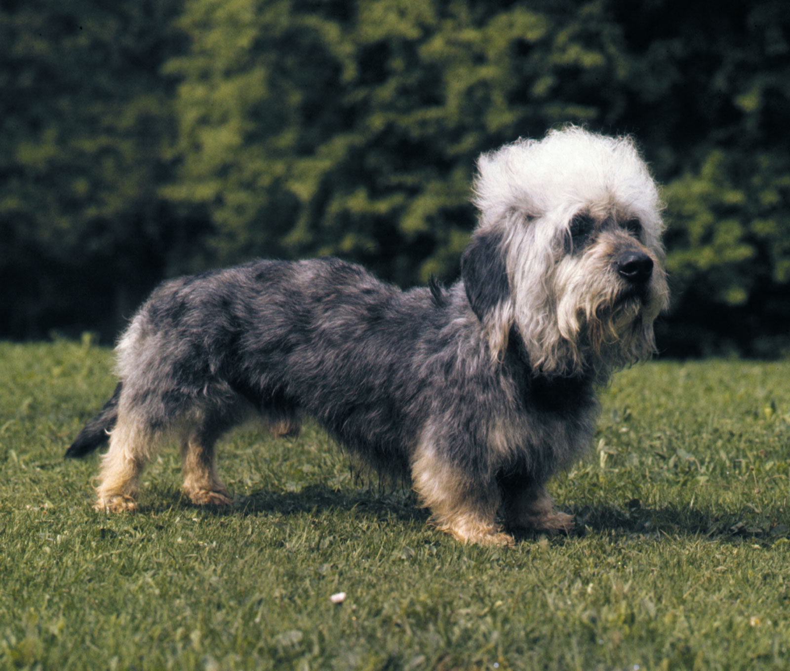 Dandie Dinmont Terrier wallpaper