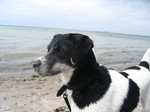 Датско-шведская фермерская собака на фоне моря