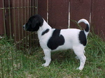 Danish Swedish Farmdog puppy