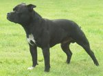 Dark Bull Terrier dog