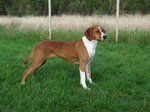 Deutsche Bracke dog in the grass