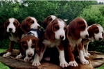 Deutsche Bracke dog puppies