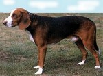 Deutsche Bracke dog side view