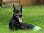 Doberman Pinscher and a ball