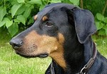 Doberman Pinscher dog face