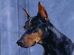 Doberman Pinscher dog 