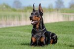 Doberman Pinscher in the grass