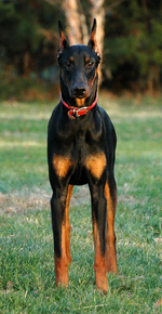 Doberman Pinscher