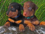 Doberman Pinscher puppies