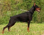 Doberman Pinscher side view