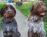 Two Wirehaired Pointing Griffon dogs