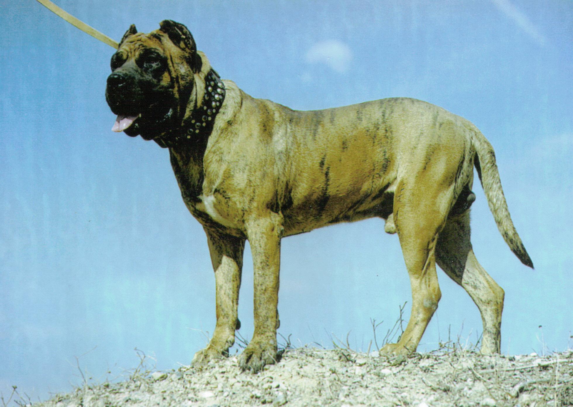 Dogo Cubano dog in nature wallpaper