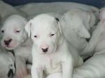 Dogo Guatemalteco puppies