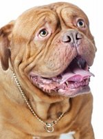 Dogue de Bordeaux dog portrait