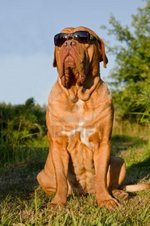 Dogue de Bordeaux dog in the glasses