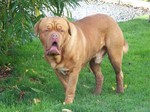 Dogue de Bordeaux dog in the grass