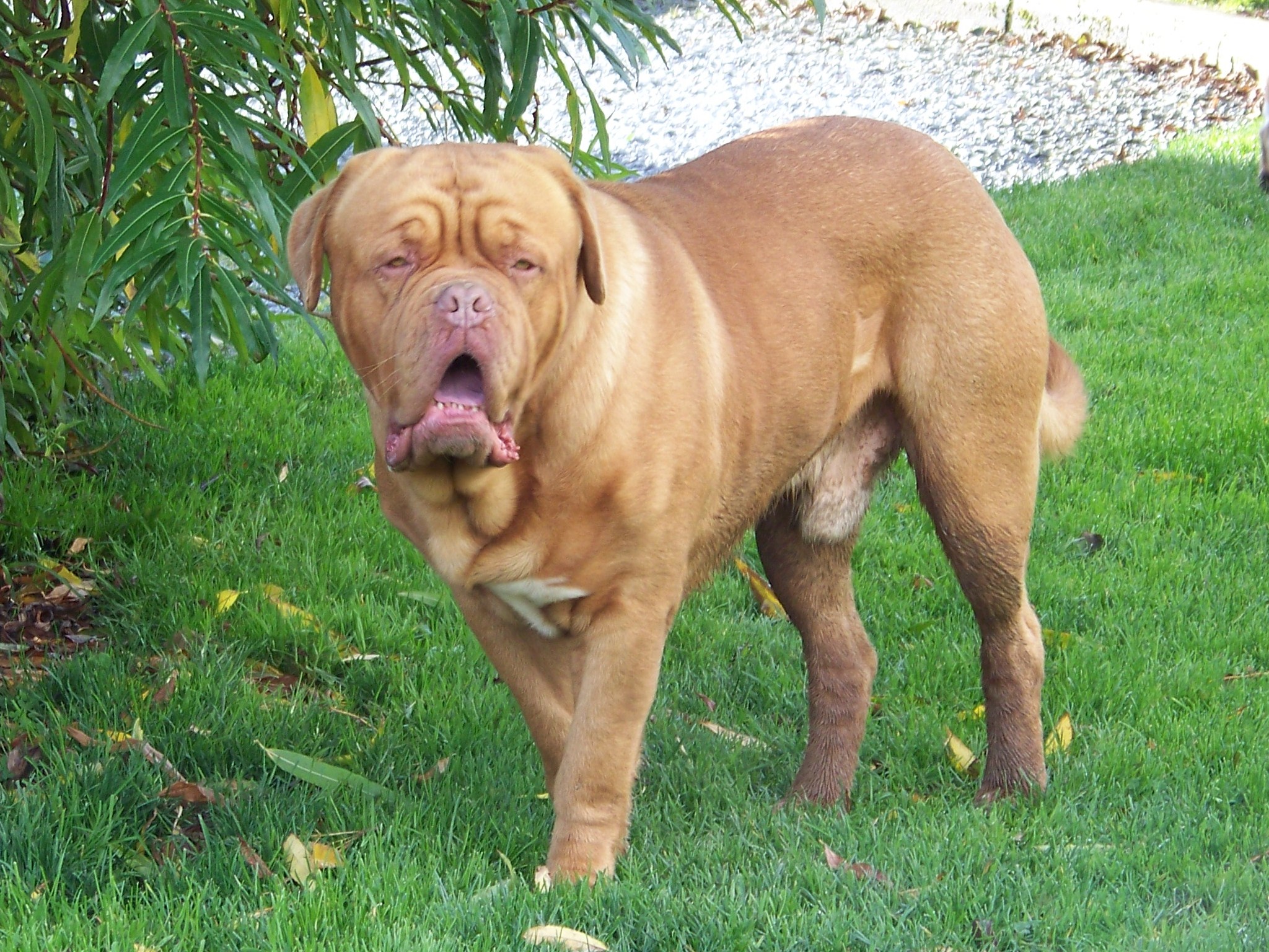Dogue de Bordeaux dog in the grass wallpaper