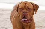 Dogue de Bordeaux dog on the beach