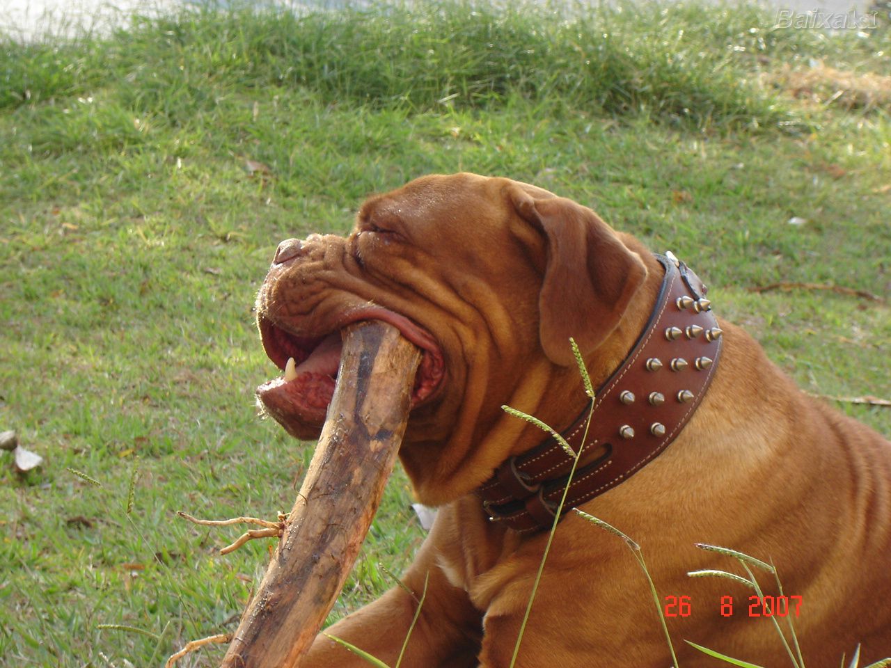 Dogue de Bordeaux dog with a stick wallpaper