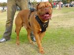 Dogue de Bordeaux dog with the owner