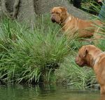 Dogue de Bordeaux dogs in the water