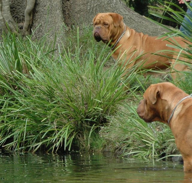 Бордоский дог в воде фото