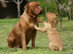 Dogue de Bordeaux family