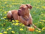 Dogue de Bordeaux in the flowers