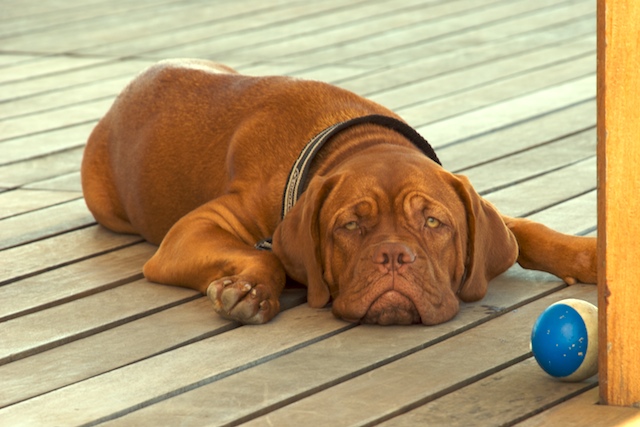 Dogue de Bordeaux wallpaper