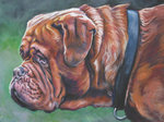 Dogue de Bordeaux picture