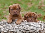 Dogue de Bordeaux puppies on a log