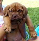 Dogue de Bordeaux puppy 