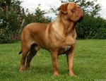 Dogue de Bordeaux side view