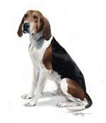 Darwing Treeing Walker Coonhound dog