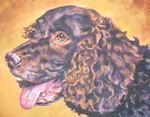 Drawn American Water Spaniel 