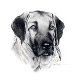 Drawn Anatolian Shepherd Dog 