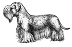 Drawn Cesky Terrier dog