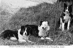 Drawn Cumberland Sheepdog