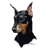 Drawn Doberman Pinscher dog