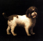 Drawn English Water Spaniel 