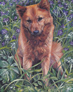 Drawn Finnish Spitz dog