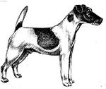 Drawn Fox Terrier (Smooth) dog