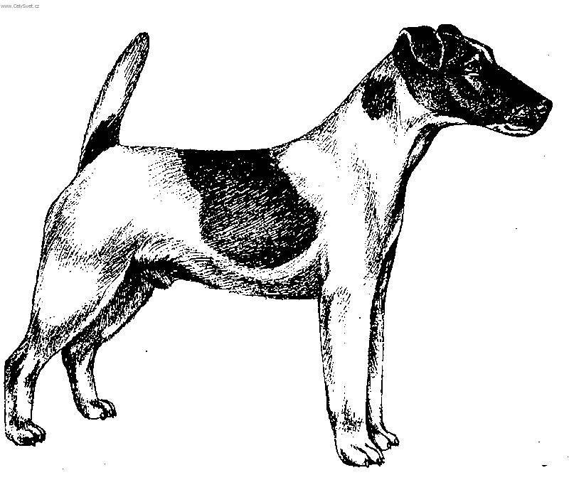 Drawn Fox Terrier (Smooth) dog wallpaper