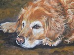 Drawn Golden Retriever