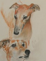 Drawn Greyhound dogs