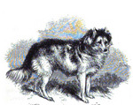 Нарисованная индийская собака hare